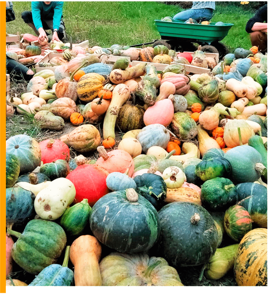 Le potager dà coté 1