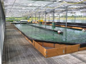 17 - Spiruline de Rochefort